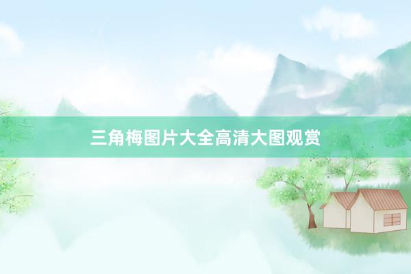 三角梅图片大全高清大图观赏